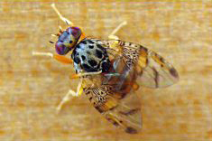 Adult of Ceratitis capitata