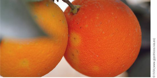 Ceratitis capitata damage on orange