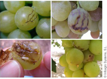 Ceratitis capitata damage on grape