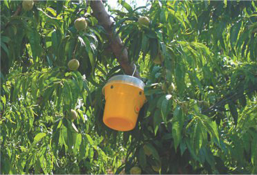 INVAGINATED EOSTRAP® PLACED IN PEACH TREE