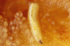 Ceratitis capitata larva